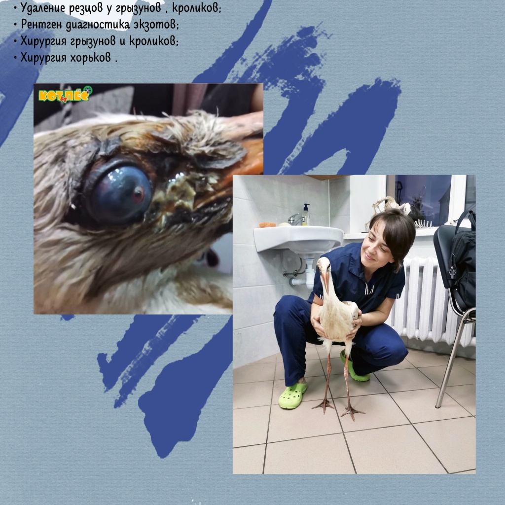 ВУ для экзотических животных ч21.jpg